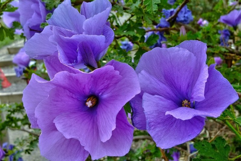 Blue Hibiscus Starter Plant - Alyogyne huegelii Live Well-Rooted Seedling with Blue-Purple Flowers for Indoor & Outdoor Gardens