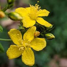 Hypericum Punctatum Seeds - Dotted St. John's Wort Wildflower for Pollinators, Native Perennial, Bee & Butterfly Friendly