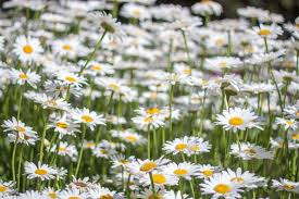 400 Seeds Daisy Shasta Perennial Flower, White Leucanthemum × superbum, Drought-Tolerant, Pollinator-Friendly, Garden Border Plant