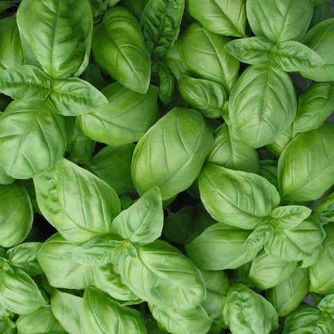 Basil Genovese Seeds 1g | Heirloom Non-GMO Italian Herb | Aromatic, Flavorful | Ocimum basilicum