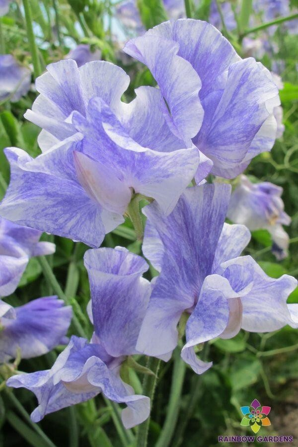 Sweet Pea Seeds 50+ Fragrant Deep Pink Blooms Climbing Vines Lathyrus odoratus