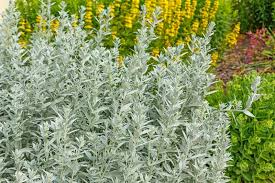 Artemisia ludoviciana Seeds – Prairie Sage – Native Drought-Tolerant Perennial with Silver Foliage, Pollinator Friendly, Easy to Grow