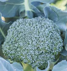 Broccoli Di Cicco Seeds 1g Heirloom Italian Variety Brassica oleracea for Continuous Harvest, Tender Florets