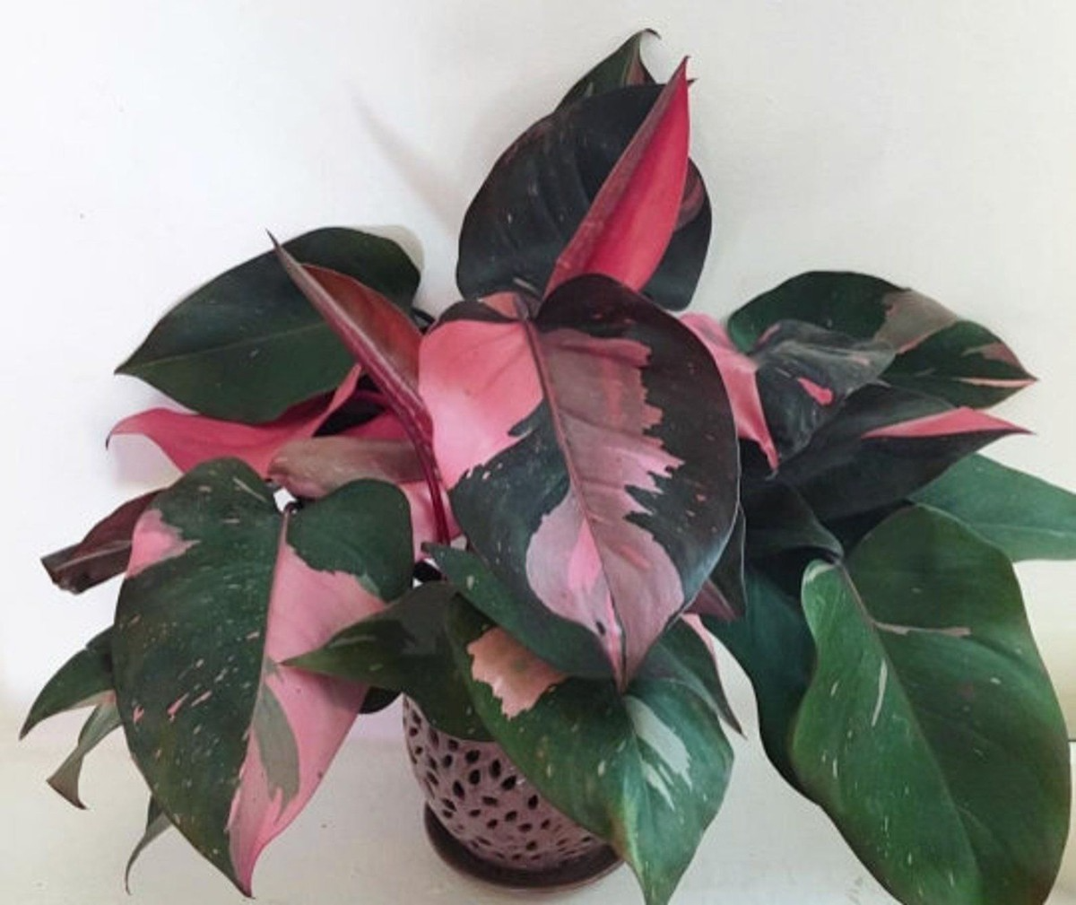 Pink Princess Variegated Philodendron - Rare Live Starter Plant with Pink & White Foliage, Indoor & Outdoor, Low Light, Medium Watering