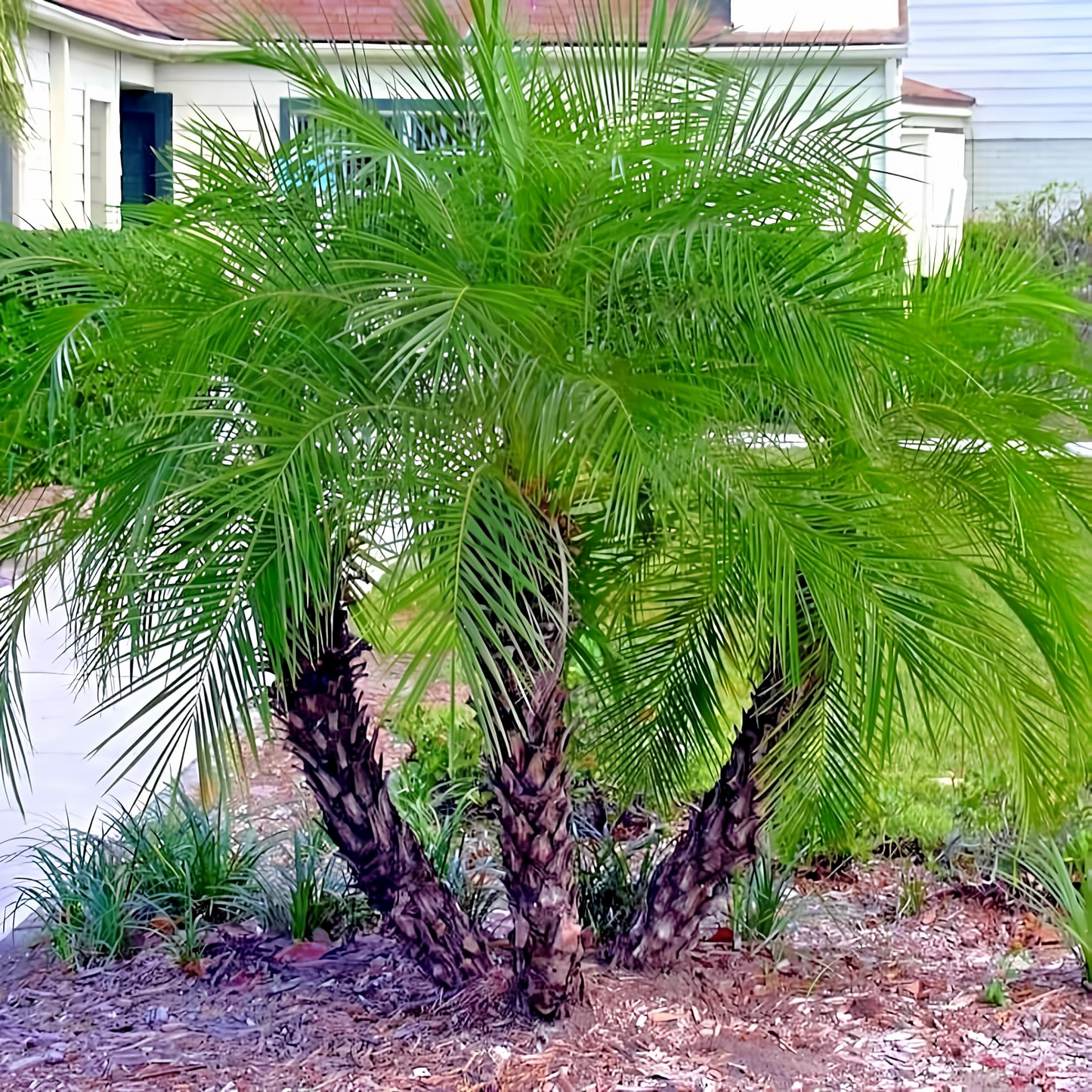 Dwarf Pygmy Date Palm Seeds – Phoenix roebelinii Indoor Houseplant, Subtropical Palm for Containers & Landscaping