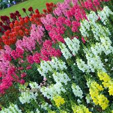 Admiral Mix Snapdragon Seeds (Antirrhinum majus) - 1000+ Seeds for Vibrant Garden Blooms
