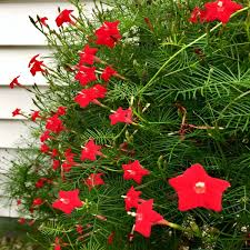 20 Star Glory Seeds - Ipomoea quamoclit Cardinal Creeper Vine with Scarlet Red Flowers, Hummingbird & Butterfly Attractor, Fast-Growing Garden Climber