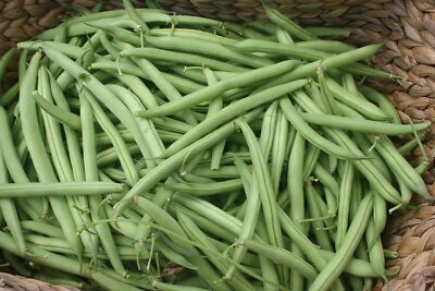 Provider Green Bush Bean Seeds | Heirloom Stringless Snap Beans | Phaseolus vulgaris | 1/4 oz Vegetable Seeds