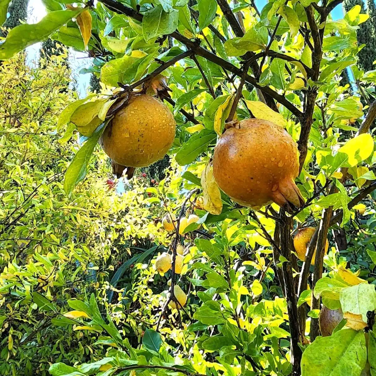 White Pomegranate Starter Plant - Live Fruit Tree, 1-2 ft, Unique Sweet Pomegranate, Punica granatum, Garden & Orchard Tree