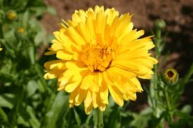 Calendula Seeds Pacific Beauty Yellow Dark – Golden Blooms, Pollinator Friendly, Annual Garden Flower, Calendula officinalis