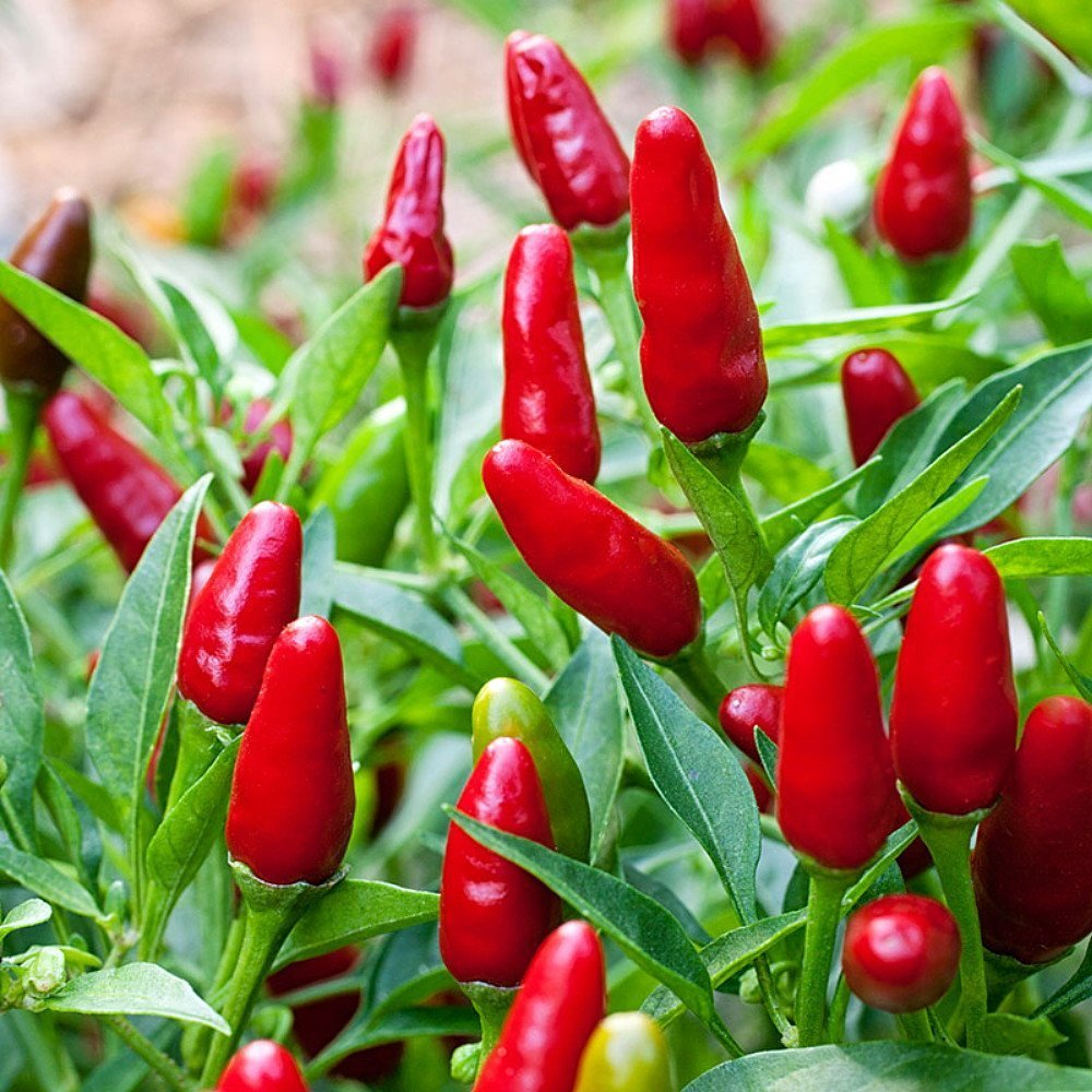 30 Seeds Chile Piquin Hot Pepper, Capsicum annuum, Heirloom Tiny Chili Peppers for Gardening, Salsas, Hot Sauces, Spicy Culinary Use