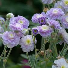 Summer Skies Geranium Seeds – Lavender-Blue Blooms, Perennial, Cottage & Pollinator Garden, Geranium pratense, 25+ Seeds