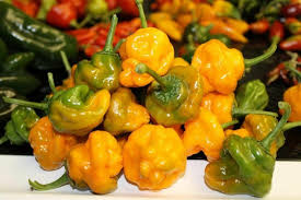 20 Orange Scotch Bonnet Pepper Seeds – Heirloom, Hot & Spicy, Non-GMO, Fresh Seeds