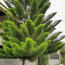 50 Tropical Oak Tree Seeds - Casuarina cunninghamiana She-Oak Bonsai Evergreen Fast-Growing for Garden & Landscaping