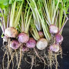 1000 mg Purple Top White Globe Turnip Seeds Brassica rapa Heirloom Vegetable for Gardening and Fresh Root Harvest