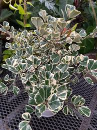 Variegated Ficus Triangularis Live Plant – 10-12 Inches in 4-Inch Pot, Rare Variegated Ficus, Indoor Houseplant, Air-Purifying