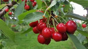 10+ Merton Glory Cherry Seeds – White Juicy Fruit, Sweet, High-Yielding, Cold-Hardy, Fruit Seeds for Home Garden & Orchard