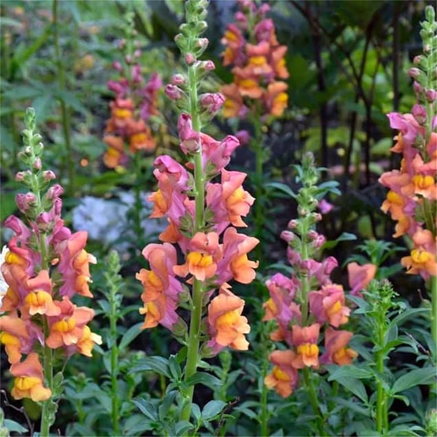 Antirrhinum majus Rocket Mix Snapdragon Seeds – 1000+ Multicolor Blooms for Garden & Cut Flowers, Vibrant Ruffled Flowers
