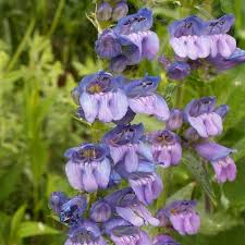 Wilcox’s Penstemon Seeds – Penstemon wilcoxii – Native Violet Wildflower, Drought-Tolerant Pollinator Perennial, 100mg Seeds