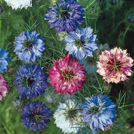 Love-in-a-Mist Seeds - Miss Jekyll Double Mix - Nigella damascena - Cottage Garden Flower, Non-GMO, Pollinator Friendly, Heirloom, Annual
