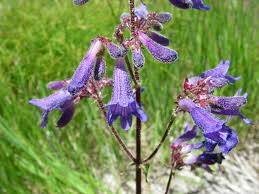 100 mg Penstemon Wilcoxii Seeds | Native Wildflower for Pollinator Gardens & Drought Tolerance