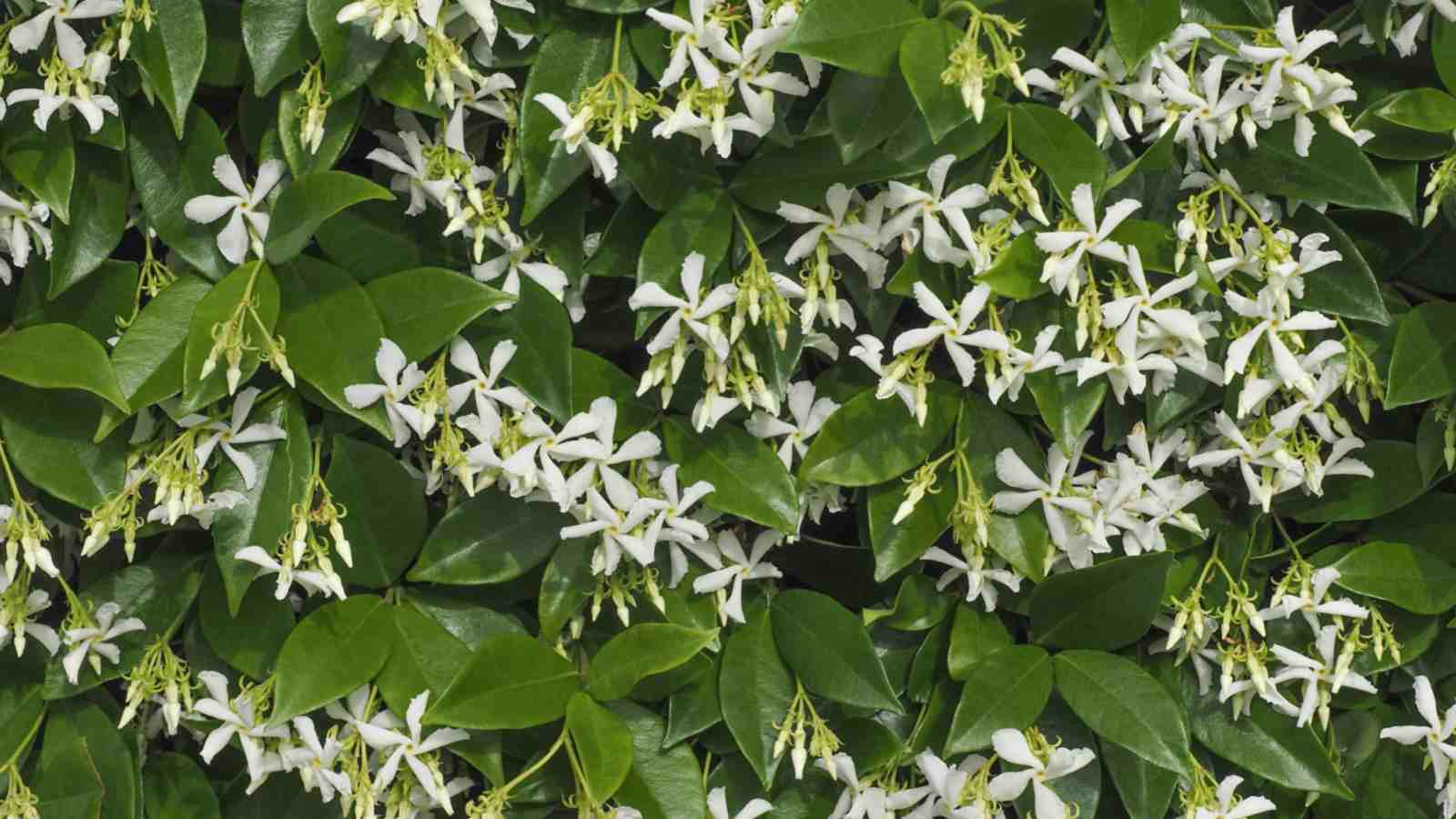Star Jasmine Cuttings - 6" Unrooted Live Climbing Plant with Fragrant White Flowers, Evergreen Foliage, USDA Zones 8-10