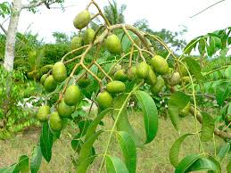 June Plum Tree (Spondias dulcis) 2’ Tall Tropical Fruit Tree with Flowers, Edible Fruit, Garden Plant