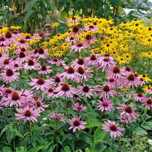 Purple Coneflower Seeds, Echinacea purpurea, Perennial Pollinator Flowers, Non-GMO, Hardy, Drought-Tolerant, Cut Flowers, Garden Plant