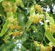 Littleleaf Linden Tree Tilia cordata Live Bare Root Pyramidal Shade Tree with Fragrant Yellow Flowers, 2-3 ft