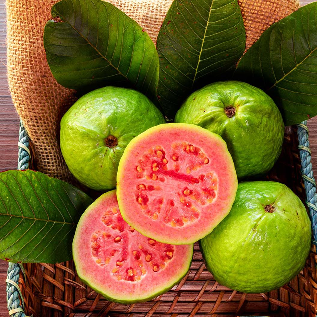 Ruby Red Guava Tree | 8-10 Inch Live Plant | Tropical Fruit Tree | Edible Fragrant Red Guava | Easy to Grow, Subtropical & Tropical Zones