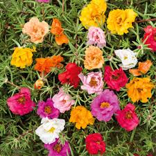 500 Seeds Moss Rose Double Mix Portulaca Low-Growing Flowers Vibrant Colors Pollinator-Friendly Non-GMO