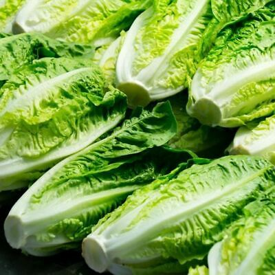 1000 Parris Island Cos Lettuce Seeds – Heirloom Romaine, Crisp & Sweet, Heat-Tolerant, Easy to Grow – Lactuca sativa