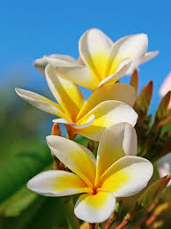 Aztec Gold Plumeria Cuttings – 3 Fresh 8-10" Fragrant Cream and Gold Flowers – Tropical Plant for Garden or Container