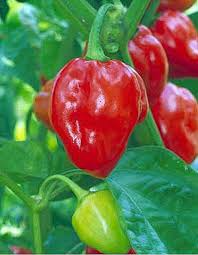 Caribbean Red Habanero Pepper Seeds – Capsicum chinense – Extra Hot, Fruity Flavor, High-Yielding, Drought-Resistant