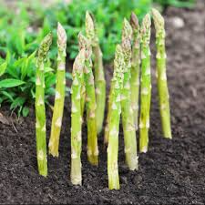 Asparagus Seeds 1g Heirloom Mary Washington Perennial Green Spears for Garden & Container