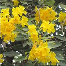 10 Seeds Tabebuia Argentea Yellow - Yellow Trumpet Tree for Garden, Landscaping, Tropical Climates