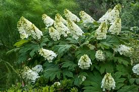50 Hydrangea Seeds - White Flower Bush, Oakleaf Hydrangea (Hydrangea quercifolia), Deciduous Shrub for Garden, Landscaping, Hedges