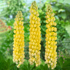Lupinus ‘Desert Sun’ Seeds – Bright Yellow & Orange Blooms for Garden, Pollinator-Friendly, Drought-Tolerant, Full Sun, 25+ Seeds