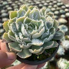 Echeveria Shaviana Frills Ruffles Succulent - 9" Live Plant Cutting, Pink Edges, Variegated, Drought-Resistant, Indoor/Outdoor