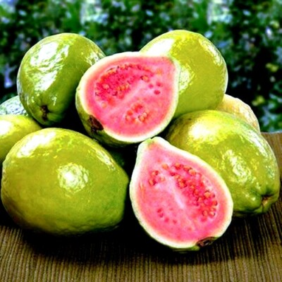 20 Ruby Supreme Guava Tree Seeds - Psidium guajava - Exotic Pink Fruit, Tropical Fruit Tree Seeds for Indoor & Outdoor Growing