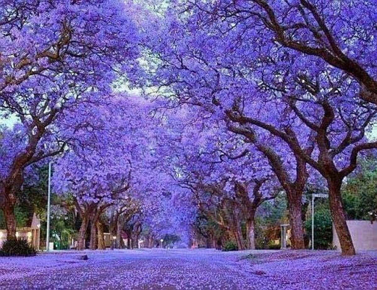Royal Empress Tree Seeds 100 Pack | Purple Flowers | Fast-Growing Deciduous Landscape Tree | Paulownia tomentosa