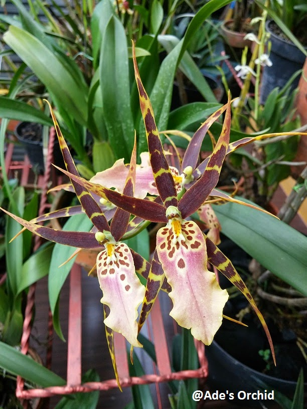 Blooming Size Miltonia Hybrid Orchid | Unique Cross with 3-6 Spikes | 3-4" Spotted Flowers | Live Orchid in 3.25" Pot