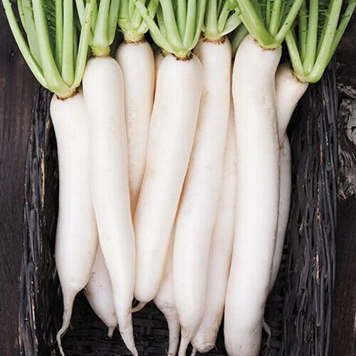 Miyashige Daikon Radish Seeds | Heirloom Japanese Radish | Long White Roots | Mild & Crisp | 50 Days Growing