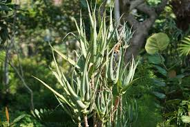 Aloe ciliaris Climbing Aloe Starter Cutting - 4" South African Succulent, Easy to Root, Drought Tolerant, Pink-Orange Flowers