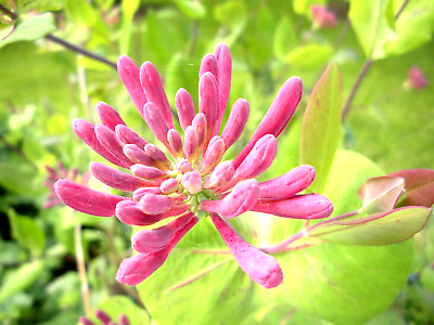 Pink Honeysuckle Seeds 20 Pack | Climbing Flower Vine Lonicera hispidula | Fragrant, Pollinator-Friendly, Fast-Growing Garden Plant