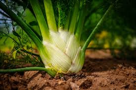 Florence Fennel Seeds | Culinary Herb for Salads & Soups | Foeniculum vulgare var. azoricum | 300 Seeds