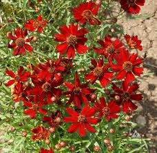 300 Seeds Coreopsis Plains Dwarf Red Wildflower - Pollinator-Friendly, Low-Maintenance, Garden Bloom, Coreopsis tinctoria