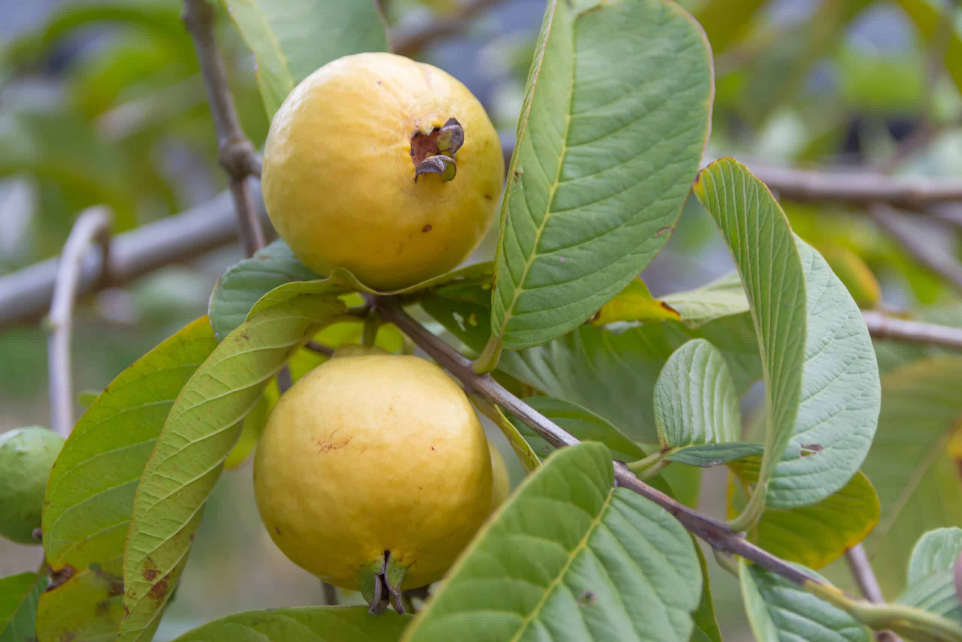 Beaumont Guava Seeds – Psidium guajava Tropical Fruit Tree for Garden & Home, Edible, Fragrant Flowers