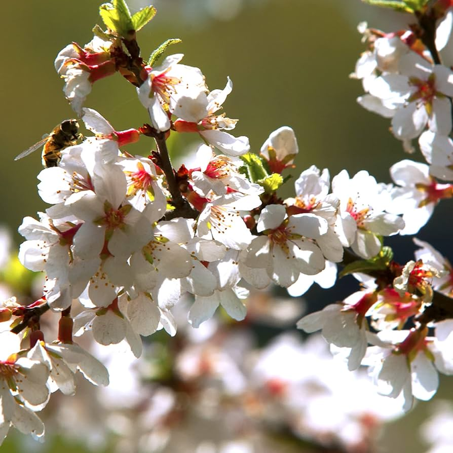 Nanking Cherry Seeds – Prunus tomentosa – Hardy Flowering Shrub with Pink Blossoms for Hedges & Landscapes – 10 Seeds