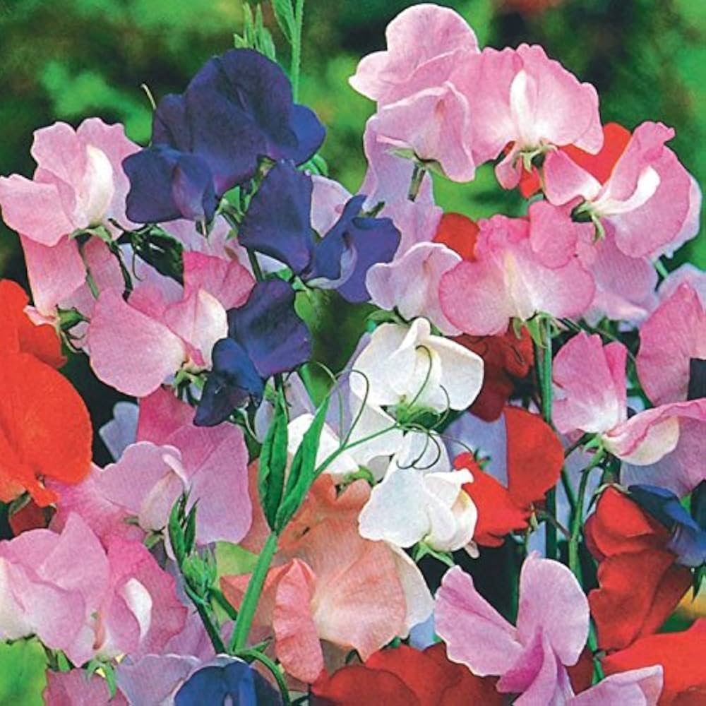Winter Romance Sweet Pea Seeds – 50+ Blush Pink Fragrant Climbing Vines for Gardens, Trellises, Fences | Lathyrus odoratus
